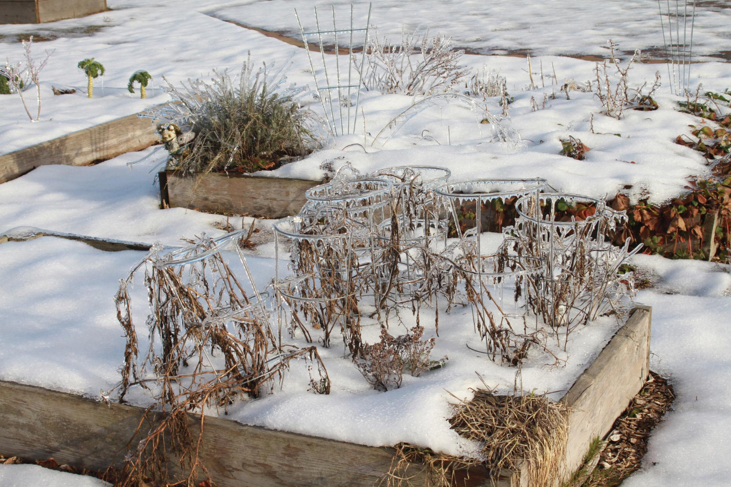 “Gardening Checklist: January To-Dos for Zone 7b/8a Gardeners”