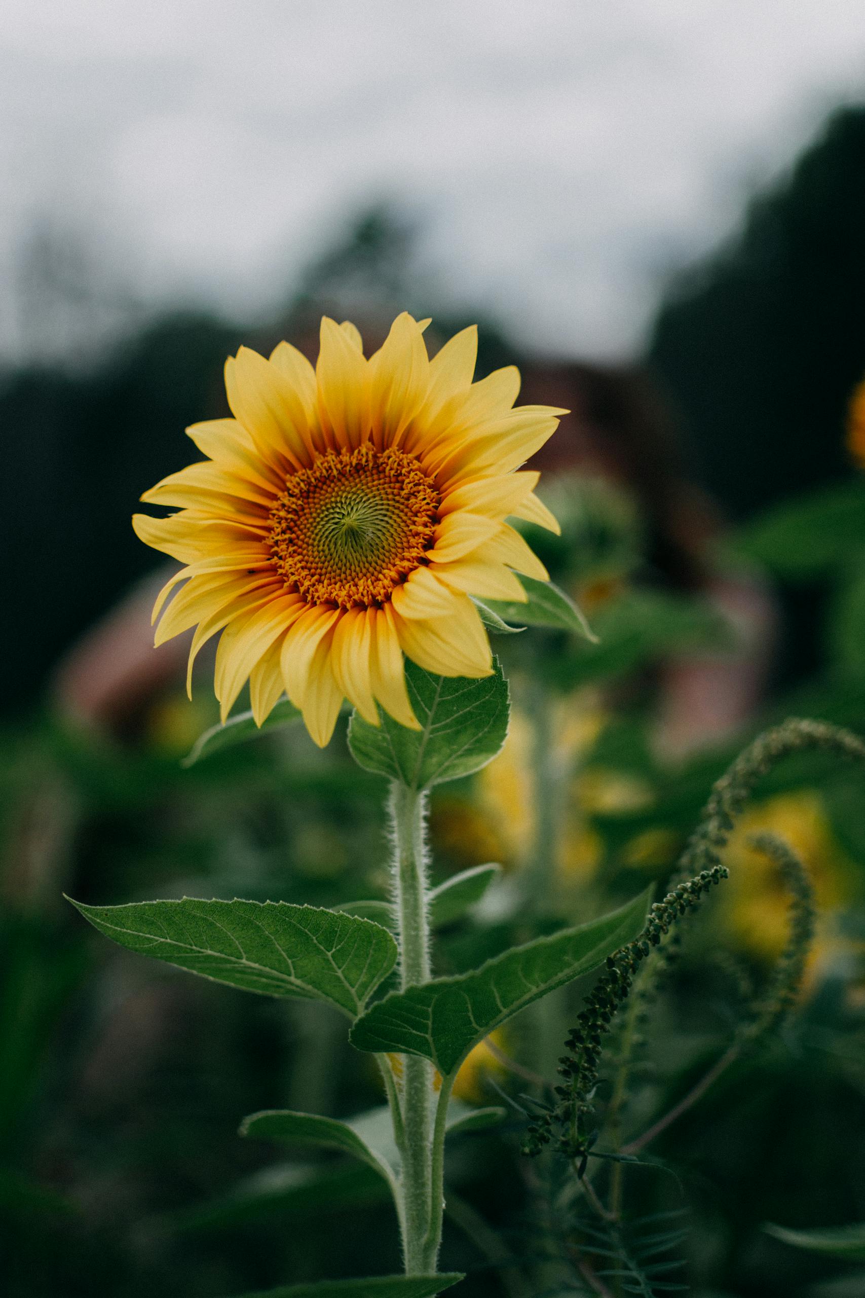 Close-up of a vibrant sunflower in a lush green field on a bright summer day.