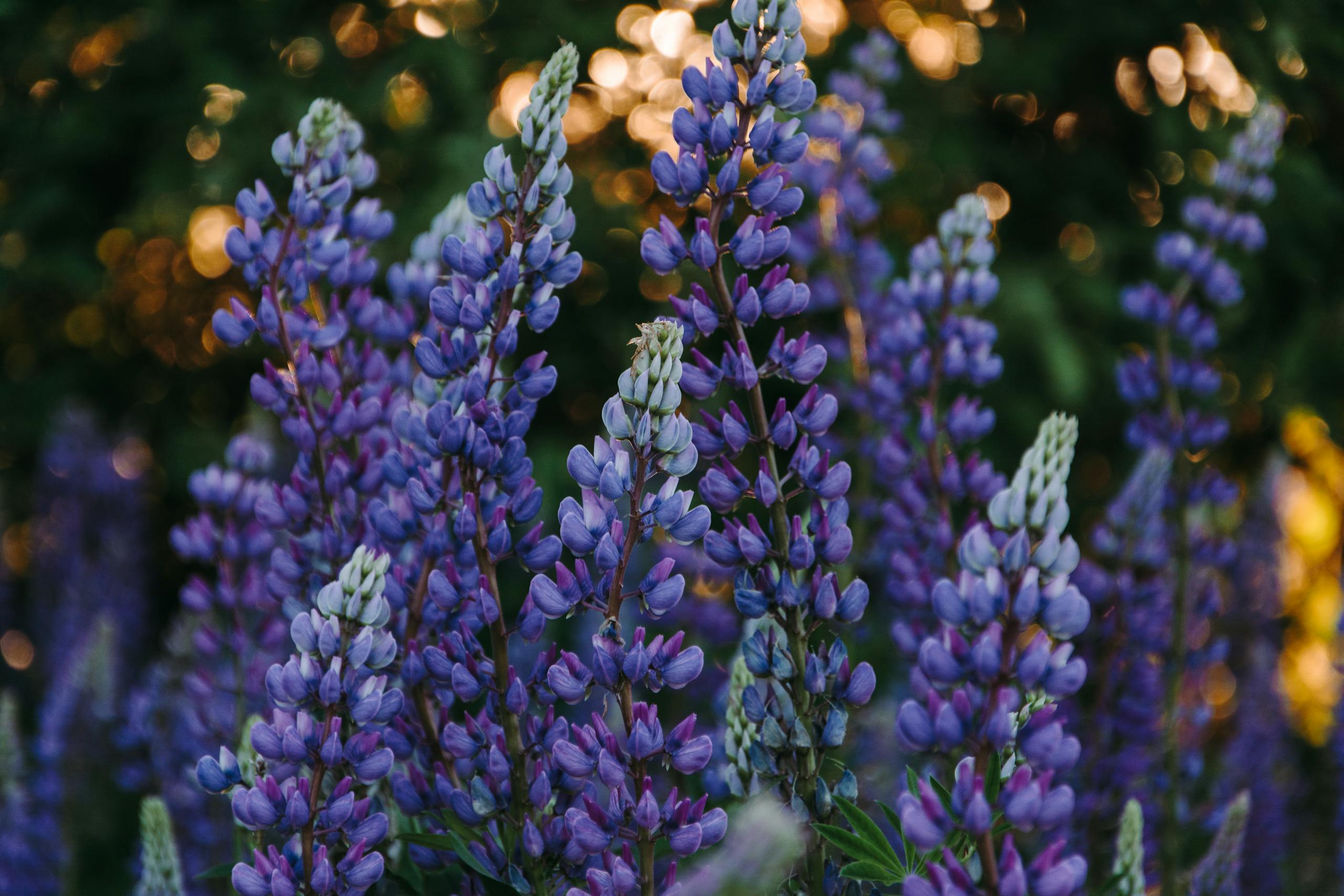 Vibrant purple lupines in full bloom against a warm sunset background, capturing the beauty of spring.